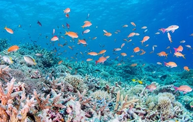 MONO單一材質可回收積層軟式包材